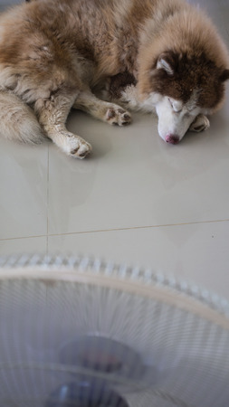 Siberian Husky Lying in Front of Home Fanの写真素材