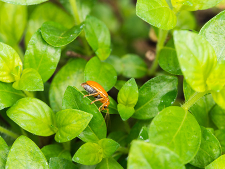 The Orange Beetle Perched on a Plant