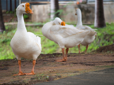 Geese Standing in The Gardenの写真素材