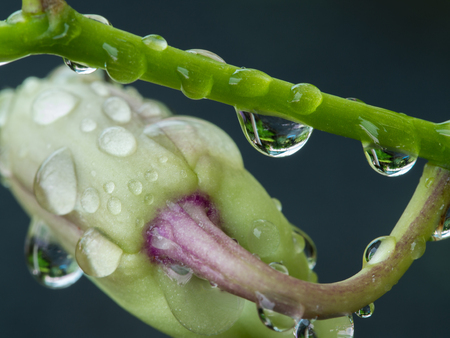 Rain Drop on The Dendrobium Orchidの写真素材