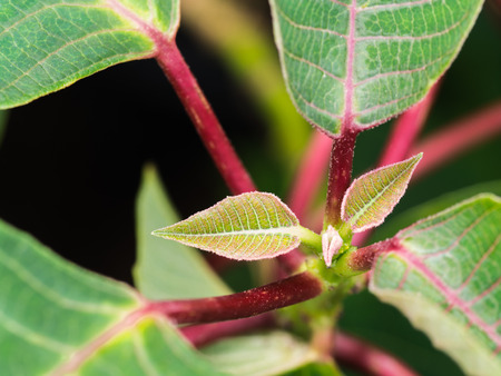 The New Poinsettia leaf is Sproutingの写真素材