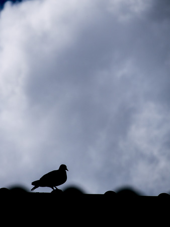 Pigeon Standing on The Red Roof Aloneの写真素材