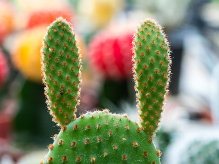 Little Cactus in The Gardenの写真素材
