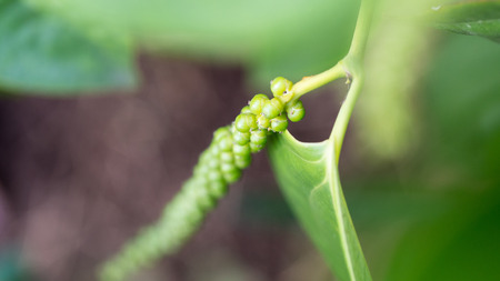 Closeup a Blur Pepper Hanging on The Treeの写真素材