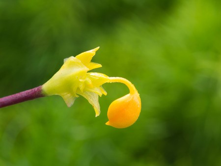 The Yellow Globba Flower Bloomingの写真素材