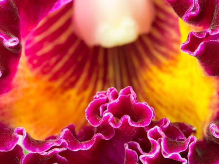 Cattleya Orchid Petal is Wrinkledの写真素材