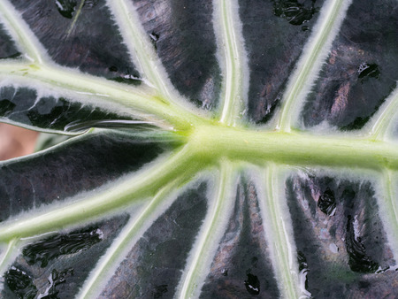 The Black Kris Plani Leaf Textureの写真素材