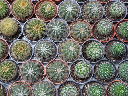 Little Cactus in Flowerpot in The Garden