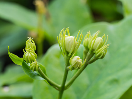 Jasmine Buds in The Gardenの写真素材