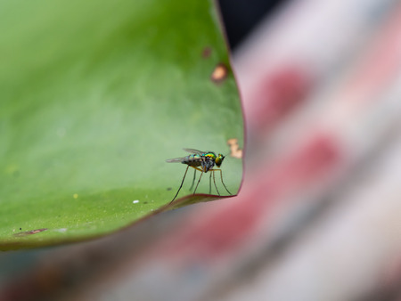 Rainbow Fly Standing on Green Leafの写真素材