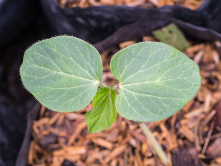 Lady's Finger  Cotyledon on The Ground