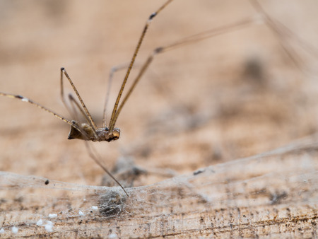 Spider Long Leg in The Old Wooden