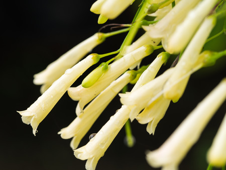 White Firecracker Flowers Blooming in The Gardenの写真素材