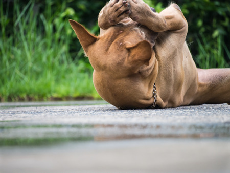 Brown Dog Lying on The Groundの写真素材