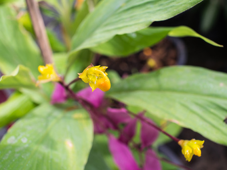 Yellow Stamens of The Globba Pink Flowerの写真素材
