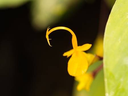 Yellow Stamens of The Globba Pink Flowerの写真素材