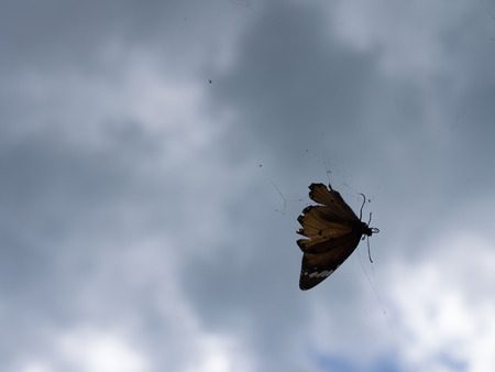 Butterfly Trapped in a Spider Webの写真素材