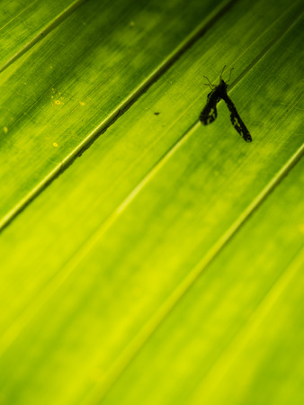 Shadow of Insect on The Chinese Fan Palmの写真素材