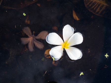 Old and New Plumeria Flowers in The Pool