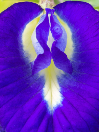 Ribbon Plant Flower Full Bloomingの写真素材