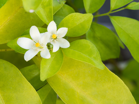 Orange Jessamine Flower Blooming in The  Garden