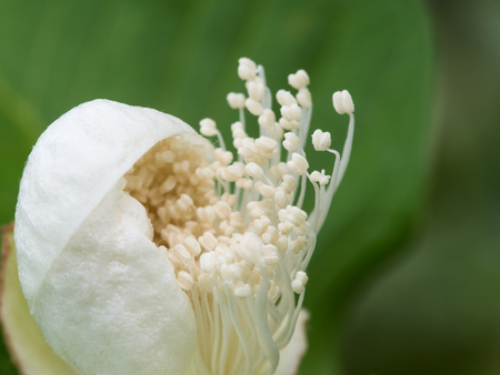 The Pollen of Guava Fruitの写真素材