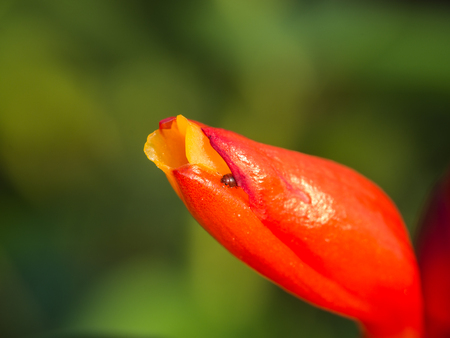 Little Insect in The Red Wild Ginger Flower Bloomingの写真素材