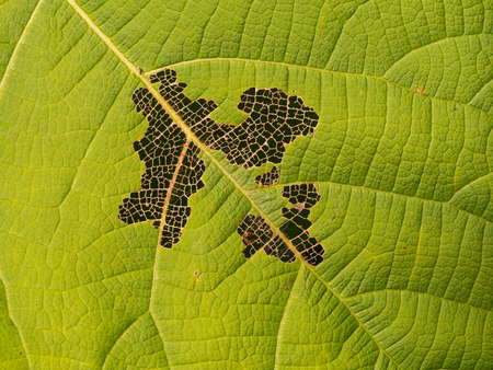 Some of Teak Leaf Decayの写真素材