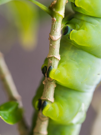 Many Legs of Caterpillar on The Branch