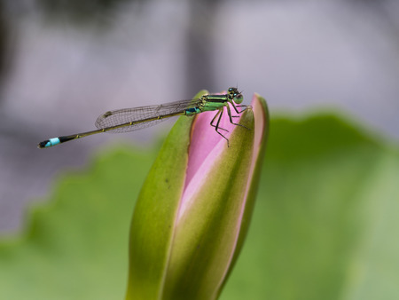 Dragonfly Perched on Pink Lotus Flowerの写真素材