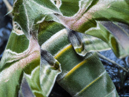 Butterfly Camouflage on The Groundの写真素材