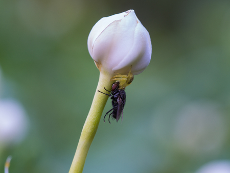 Spider Eating Fly under Jasmine Budの写真素材