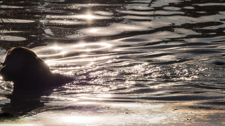 Brown Dog Swimming in The Pond ,Back Viewの写真素材