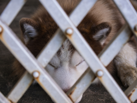 Siberian Husky Lying behind a Steel Curtainの写真素材