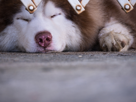 Siberian Husky Lying behind a Steel Curtainの写真素材