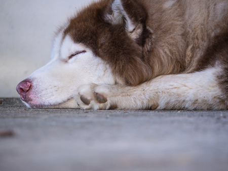 Siberian Husky Lying on The Floorの写真素材