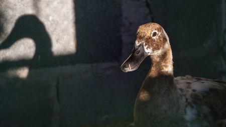 Duck in The Duck Coop, Take Picture The Green Barsの写真素材