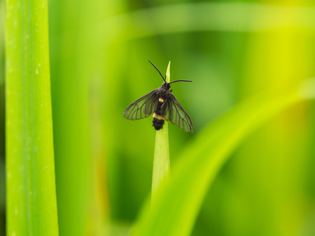 Little Black Insect Perched on Top of a Leafの写真素材