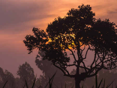 Silhouette Big Tree in The Morningの写真素材