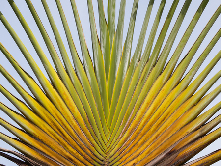 Travellers palm in The Airの写真素材