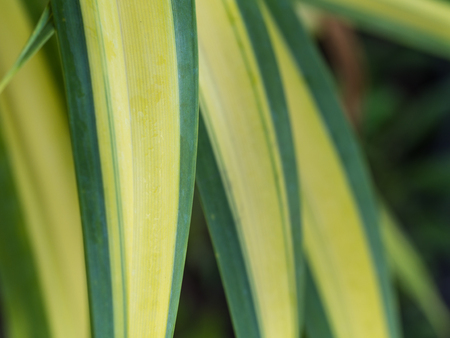 Pandanus veitchii Leaves in a Rowの写真素材