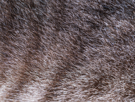 The Fur Stripe of Gray Cat