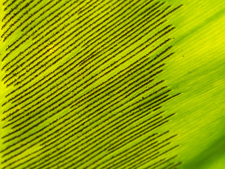 Spores of Aspleniaceae Fern in The Back Leafの写真素材