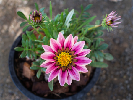 White Pink Gazania Flowers in a Potの写真素材