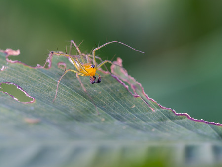 Yellow Spider Walked on a Leafの写真素材