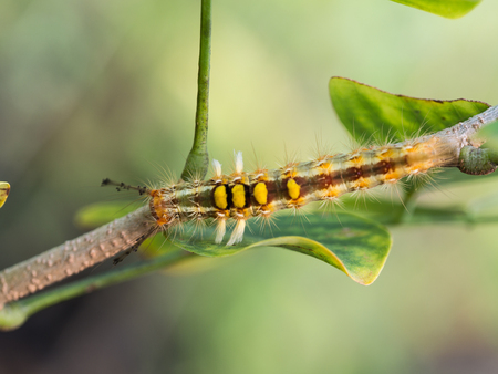 Caterpillar Walking on a Branch