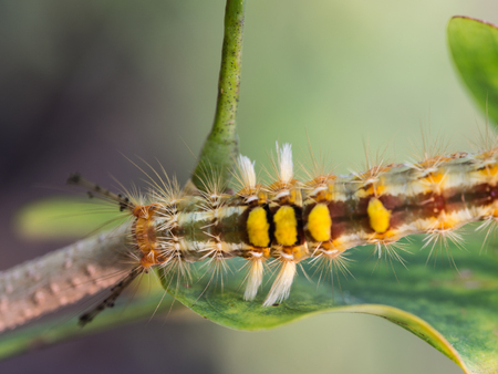 Caterpillar Walking on a Branchの写真素材