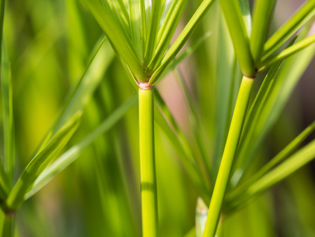 Blurred of Reed Branch Evergreen Treeの写真素材