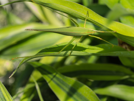 Grasshopper Camouflaged with Foliage