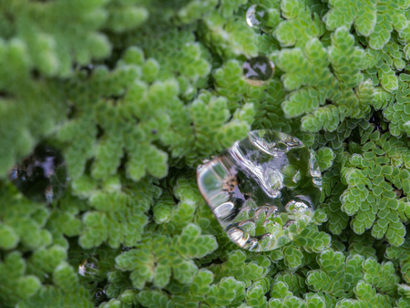Water Drop on Water Fern in The Pond